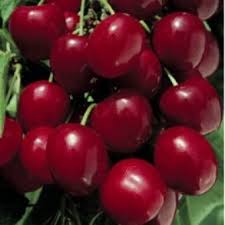 We did not find results for: Pomi Fructiferi Ciresi Soiul Bigarreau Burlat 1 2 F La Ghiveci De 15l Puieti Fructiferi Ramificati Coroana Formata Pe Rod