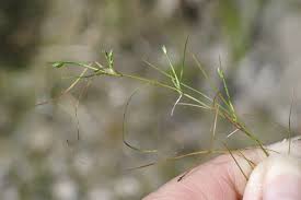 Image result for Isolepis fluitans
