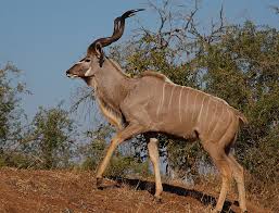 Plenty of animals, especially domesticated ones, have names for identification purposes. Gc45wvv Kudu Talk To The Animals Traditional Cache In Florida United States Created By Geoturtlelover