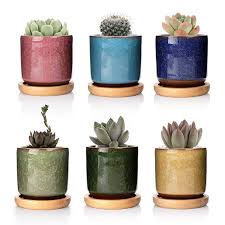Find here details of companies selling cactus plants, for your purchase requirements. Pin Di Ceramics Etc