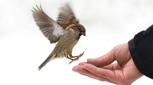 Sparrows are some of the most familiar and most common birds in the world, but what knowing what makes a sparrow a sparrow can help birders identify these birds more easily and better appreciate. How The House Sparrow Made Its Home With Humans Science Aaas