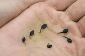 3m x 3m x 1.5m deep max. Looking After Tadpoles Tips To Help You Do It Successfully The Pet Blog Lady Celebrating Our Pets
