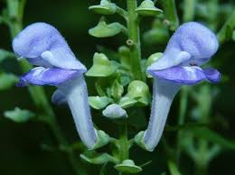 Image result for Scutellaria violascens