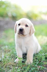 Adorable Intelligent Loyal Pups The Labradorretriever Has Been The Most Popular Labrador Retriever Labrador Retriever Puppies Super Cute Puppies