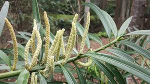 Image result for Ficalhoa