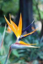 Pin On Exotic Flowers