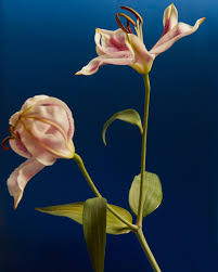 DIANA KOENIGSBERG PHOTOGRAPHY