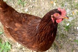 Breeds there are a wide a variety of chicken breeds, developed for egg production, meat production or good looks. 10 Chicken Breeds To Give You The Most Fresh Eggs For You To Enjoy