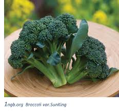 Image result for Brassica