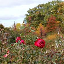 Fall Colours Complement The Autumn Flush Of Rose So Well Have You Seen Hendrie Park In The Fall Yet This Season Tea Roses Garden Inspiration Botanical Gardens