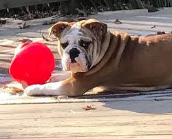 Find english bulldogs and puppies from virginia breeders. Richmond Va English Bulldog Meet Twinkie A Pet For Adoption