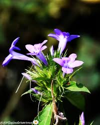 Image result for Barleria hydeana