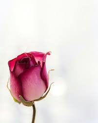 صور و خلفيات جميلة للكتابة عليها 2019 tarek4tech islamic quotes wallpaper fruit