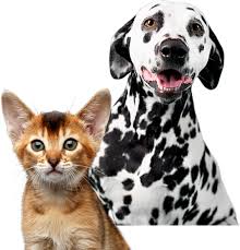 With pet insurance, uk insurance companies charge you a monthly premium to cover your vet fees if your pet is ill or has an accident. Best Dog Insurance Cat Insurance Quotes Vetsure Uk