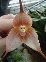 Symbolism of flowers and fruit in chinese art with entries for peonies, persimmons, plums, apricots, lotuses and many others. 29 Plants Which Look Like Animals Ideas Plants Unusual Flowers Orchids