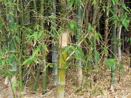 Image result for Bambusa balcooa