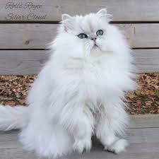 Video How To Prevent Your Cat From Spraying Cat Ca Cute Cats Kittens Cutest Pretty Cats