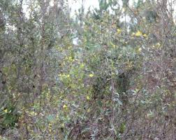 Image result for Gelsemiaceae