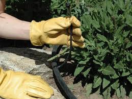 Once again, a warm welcome to all my dear readers!! How To Install A Drip Irrigation System How Tos Diy