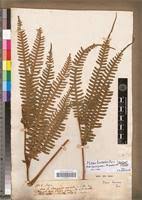 Image result for Pteris linearis