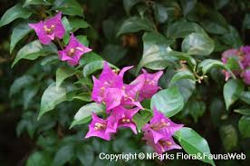July, 2018, san antonio, tx Bougainvillea Elizabeth Angus