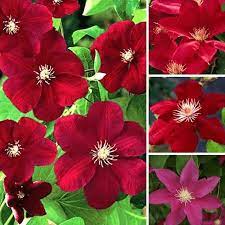 Branches are clad with attractive dark green leaves. Clematis Dark Red Coloured Large Flowering Climber Hardy Plants From Gardeners Dream Uk