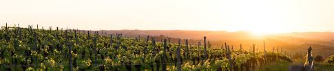 Acheter un vignoble, tout le monde en rêve ! Lavinia Acheter Vins En Ligne Ventes Privees De Vins A Prix Propriete