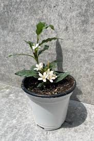 Image result for Mitriostigma