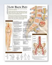 The spine anatomy is a complex structure. Pin On Products