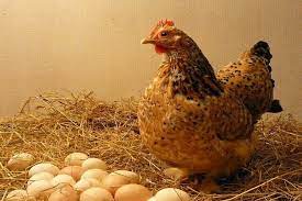 Supplemental light is one of the ways to make your chickens lay more eggs. Why Your Chickens Have Stopped Laying Eggs And How To Make Them Lay More Eggs Best Farming Tips