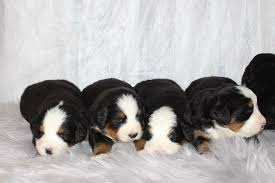 View up and coming litters and planned breeding by colorado bernese mountain dogs. Meet Liam And Lakie Akc Bernese Mountain Dog Puppies For Sale In Grabill In Liam And Lakie Are Char Bernese Mountain Dog Bernese Mountain Dog Puppy Puppies