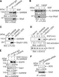 GAREM, a Novel Adaptor Protein for Growth Factor Receptor-bound Protein 2,  Contributes to Cellular Transformation through the Activation of  Extracellular Signal-regulated Kinase Signaling
