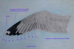 Anatomy of the wing mantle: Topography Birdforum Opus Birdforum
