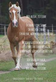 Was Bleibt Ist Liebe Pferdespruche Pferde Zitate Zitate Fur Reiter