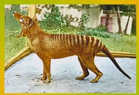 extinct tasmanian tiger thylacine animal australia postcard