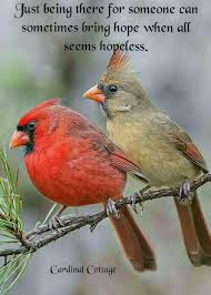 N Unal Pet Birds Red Birds Pretty Birds