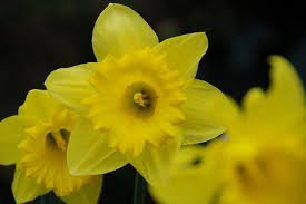 Ten Shocking Facts About Common Flower Names In English Common Flower Names In English Https Ift Spring Flowering Bulbs Flower Names Flowers Name In Hindi