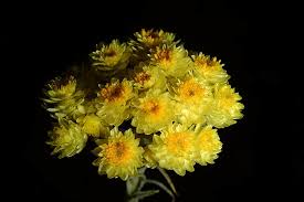 Image result for Helichrysum lineare