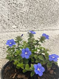 Image result for Evolvulus