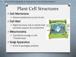 Plant cell structure and function. Plant Cell Structures Describe The Structures Of A Typical Plant Cell And Their Functions Compare And Contrast Animal And Plant Cells Describe Diagram Ppt Download