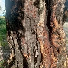 Image result for Guibourtia coleosperma