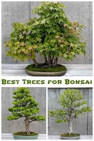 Evergreen oriental bonsai tree with small leaves and white flowers. Bonsai Garden Bonsai Tree Care Small Trees Big Impact
