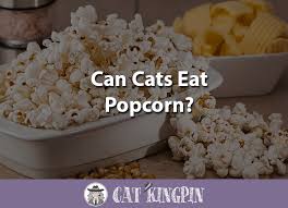 Yes, cats can eat popcorn but, no, your cat shouldn't eat popcorn. Can Cats Eat Popcorn Cat Kingpin