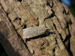 Image result for Scoparia subfusca