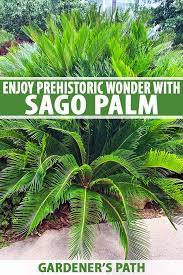 How To Grow And Care For Sago Palm Gardener S Path Sago Palm Plants Plant Diseases