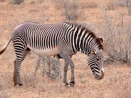 Zebras There Are Two Species Of Zebra In Africa The Plains Zebra And The Grevy S Zebra While The Plains Zebra Is Doing Alrigh Wild Animal Wallpaper Wild Animals Pictures Zebra Wallpaper