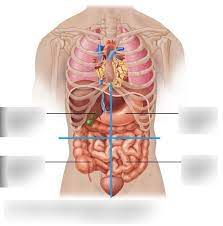 In anatomy and physiology, you'll learn about the four abdominal quadrants and nine abdominal regions. Unit 1 Introduction To Human Anatomy Physiology Abdominal Regions 4 Quadrants Diagram Diagram Quizlet