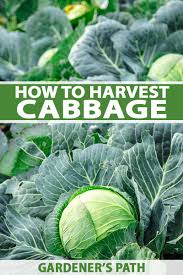 How to freeze cabbage from the garden. How To Harvest Cabbage Gardener S Path
