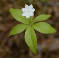 Image result for Lysimachia ruhmeriana