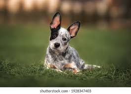 Animal location categories search pets. 2969 Free Blue Heeler Stock Photos Cc0 Images